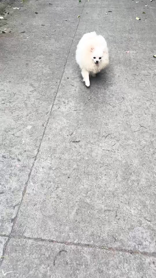 向你撒娇卖萌,真的辛苦也值得#纯种博美幼犬 #狗狗的毛色黑白分明似