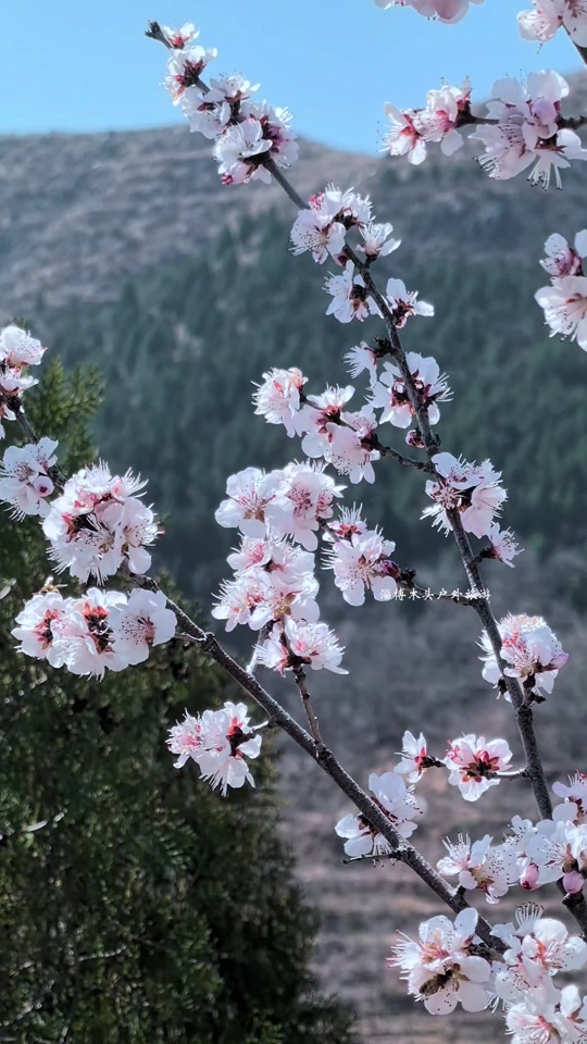 青州上稍村桃花山攻略