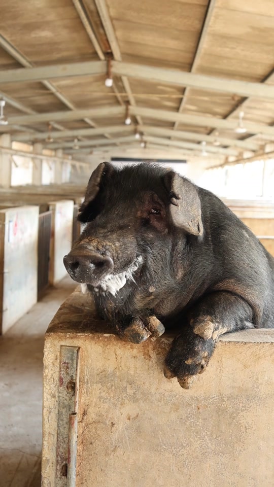 黑猪基因与人类