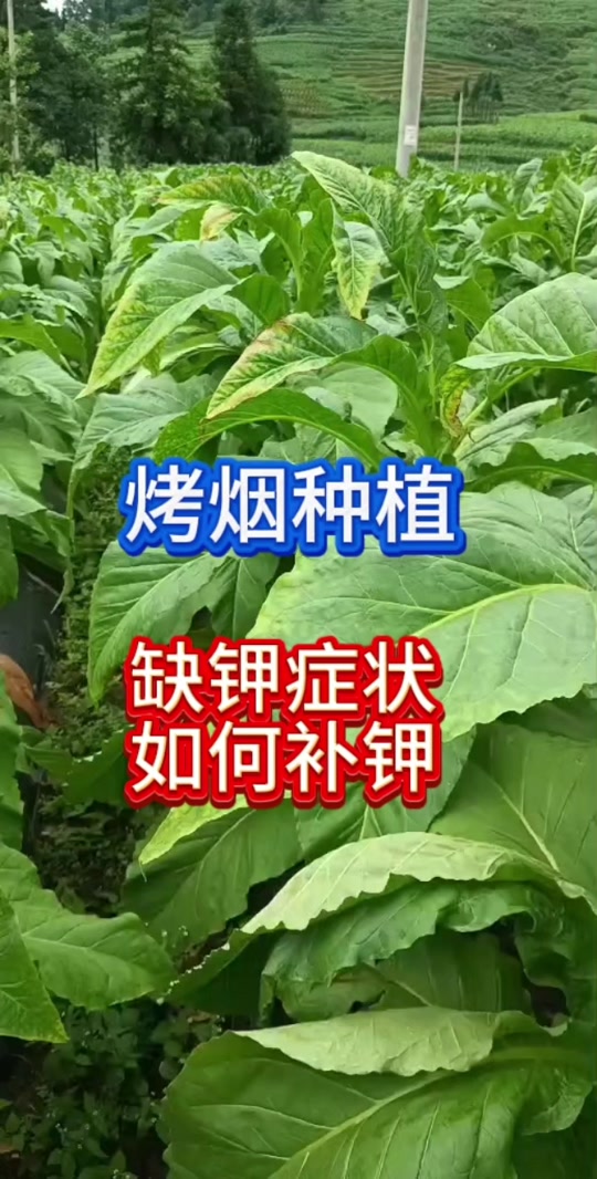 烤烟缺锌的症状
