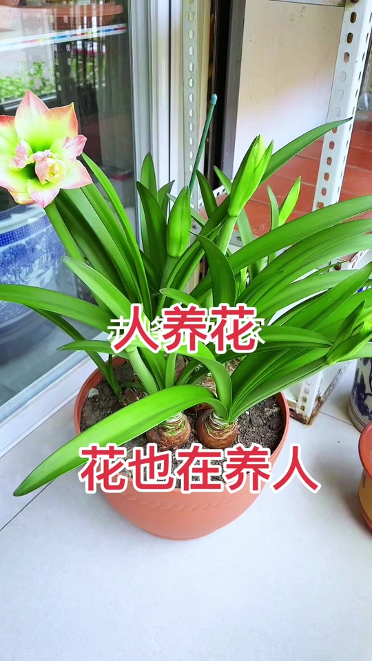 血鹦鹉朱顶红