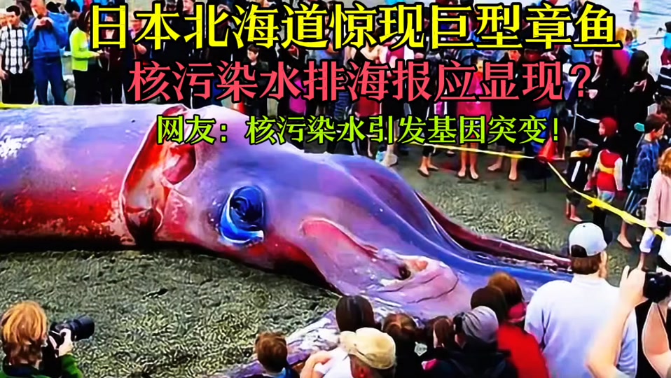 日本出现巨大章鱼 - 抖音
