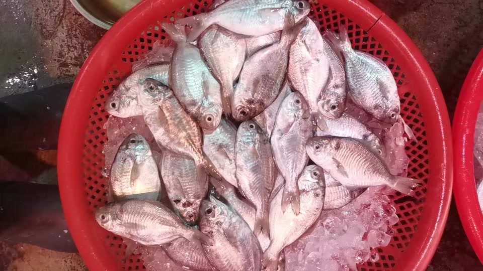 沙陇海鲜:浅海乌脐,活活淡淡金,浅海红皮,豆腐鱼,石干,飞即,午笋,赤壳