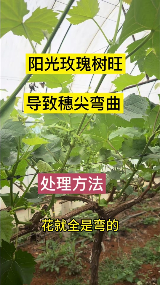 阳光玫瑰树