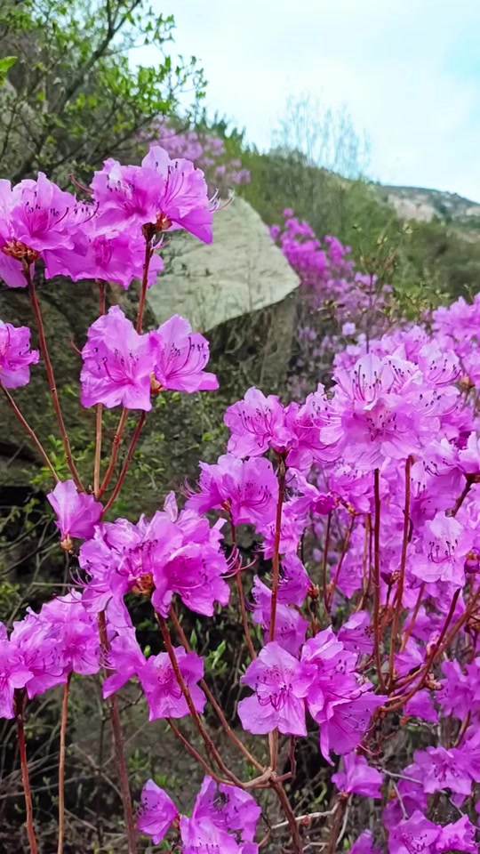 涞源石窝长城杜鹃花