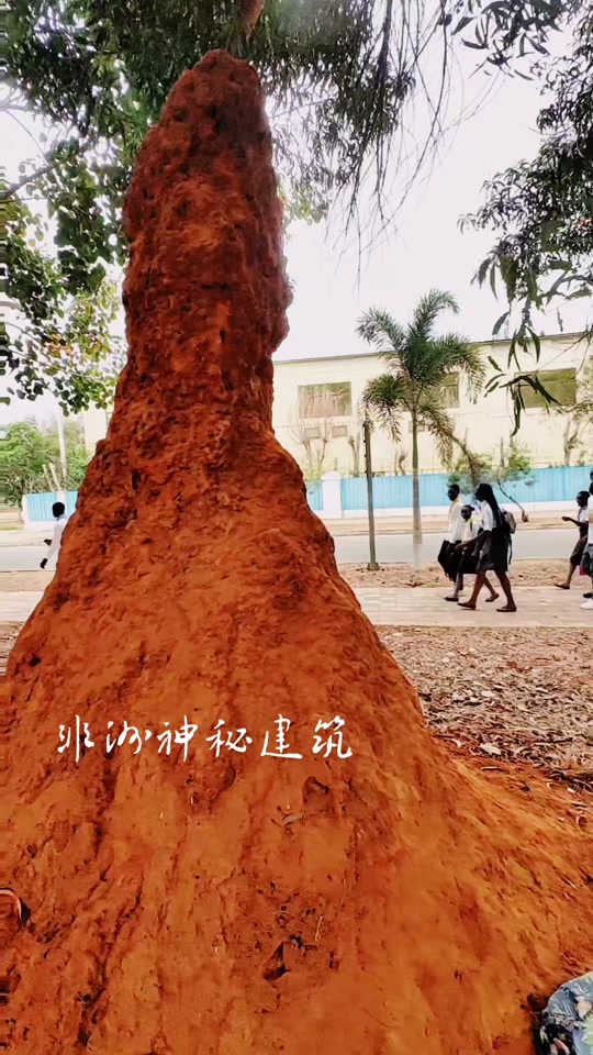 同普通蚂蚁一样,非洲白蚁也是一个等级森严的社会,阶级从上到下依次