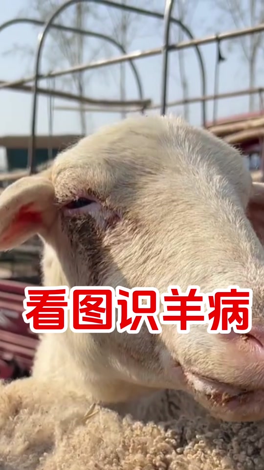 羊屁股流白液是什么情况