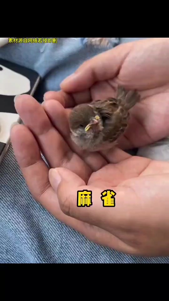 麻雀嗉囊在哪里
