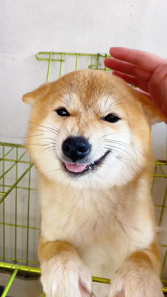 沙雕柴犬表情包大脑当机