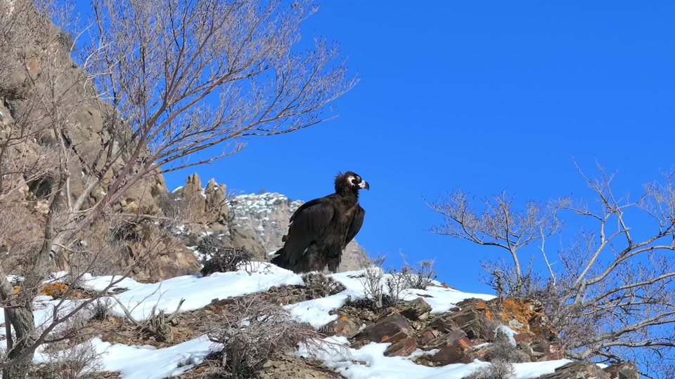 贺兰山野生动物