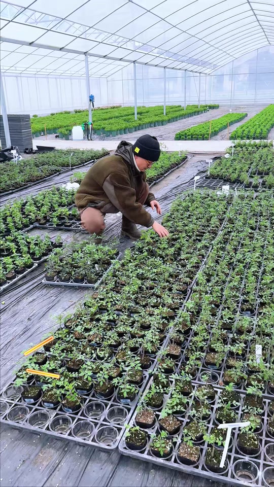 红醋栗小樱桃番茄好吃吗