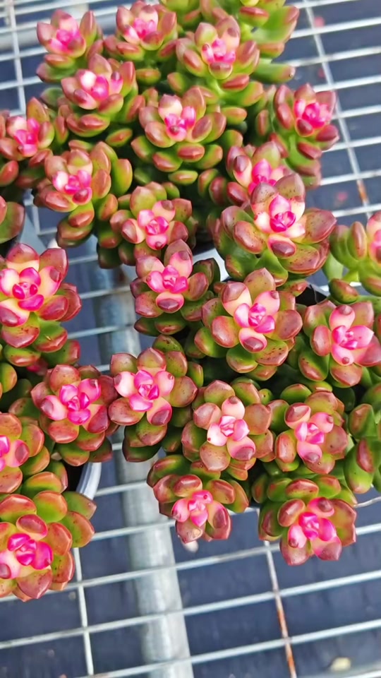 云南多肉基地现挖现卖的老桩