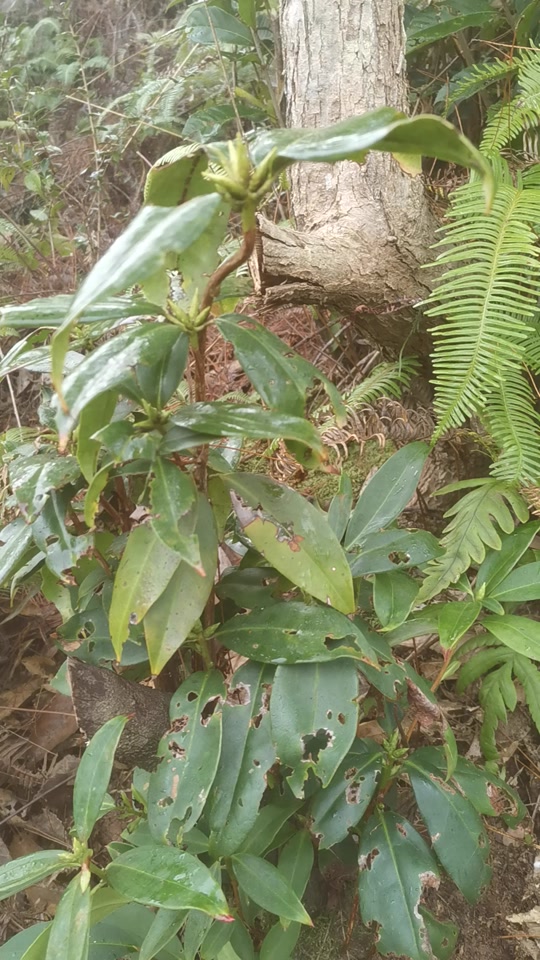 欣宝园艺盆景:鹿角杜鹃老桩开挖#大山里的原生态 #大自然的搬运工