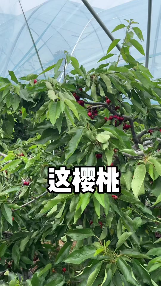 烟台日樱房地产老板肖立军