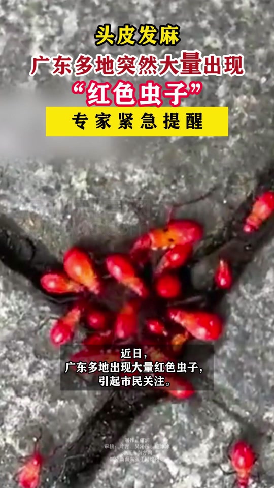 广东多地突现大量红色虫子