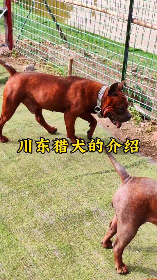 川东猎犬的缺点