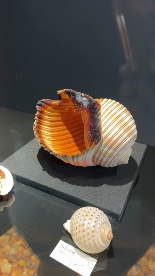 贝壳王国博物馆门票