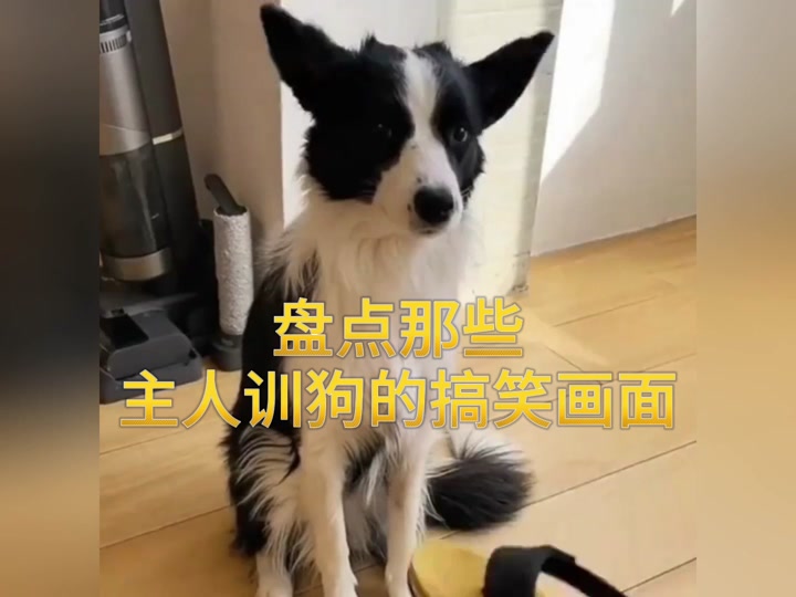 训狗基础教程表情包 - 抖音