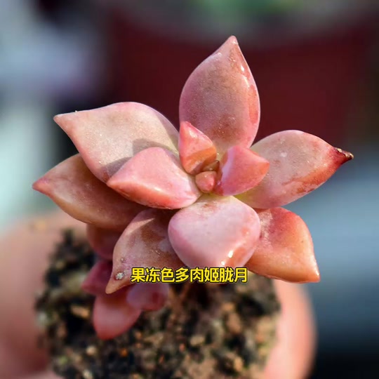 姬胧月朱顶红开花
