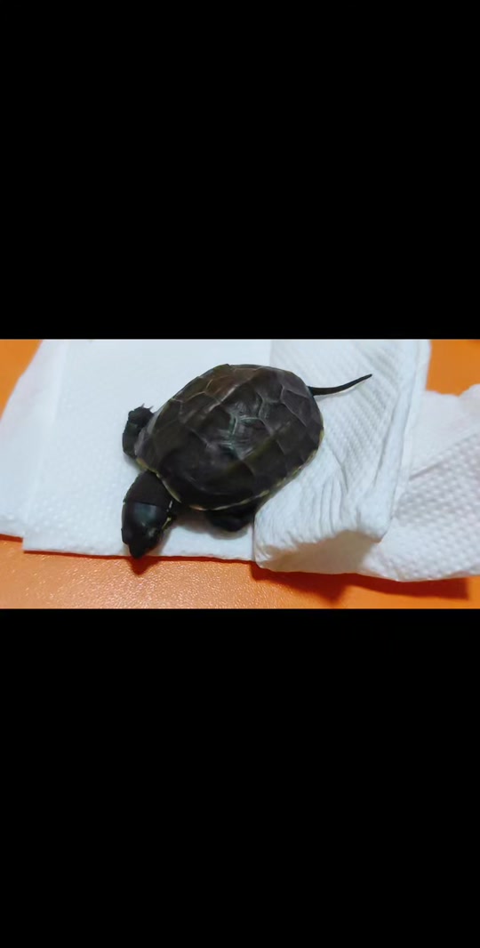 巴西乌龟尾巴断了一截是怎么回事