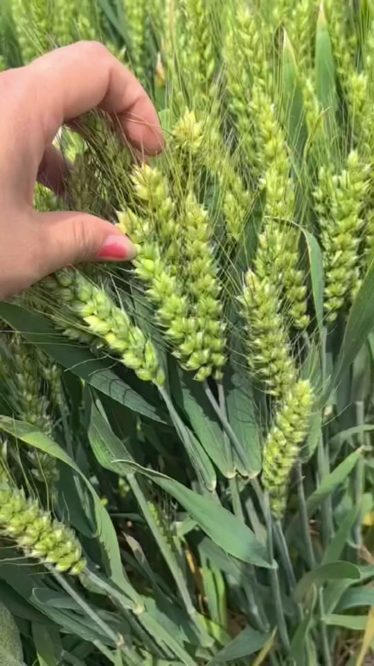 60公分矮杆特大穗小麦新品种 - 抖音