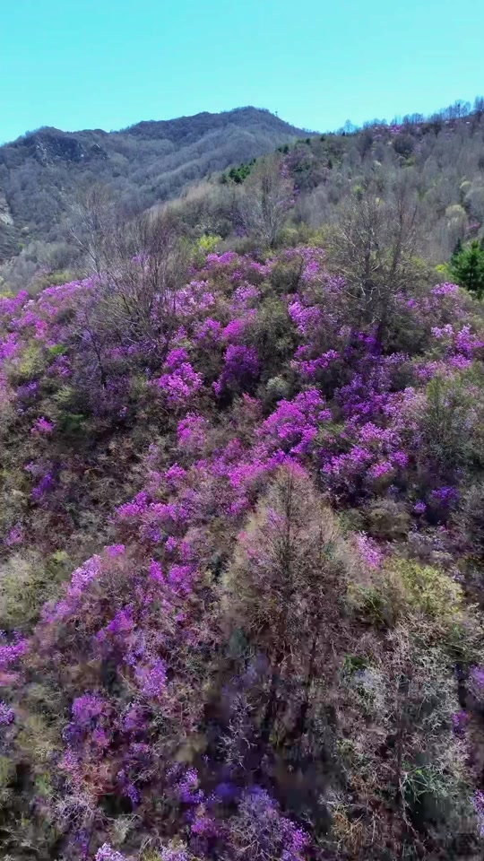 涞源石窝长城杜鹃花