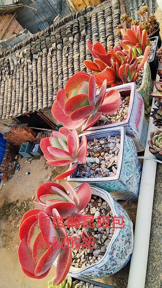 多肉植物醉红颜