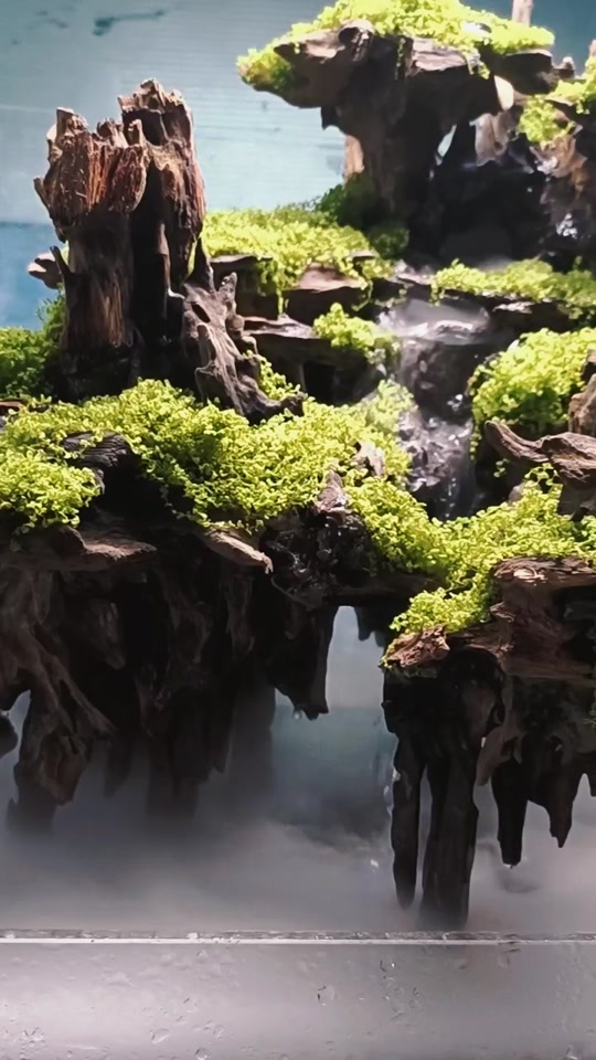 虾木水陆缸造景天空之城#水陆缸造景#鱼缸造景 #南美缸