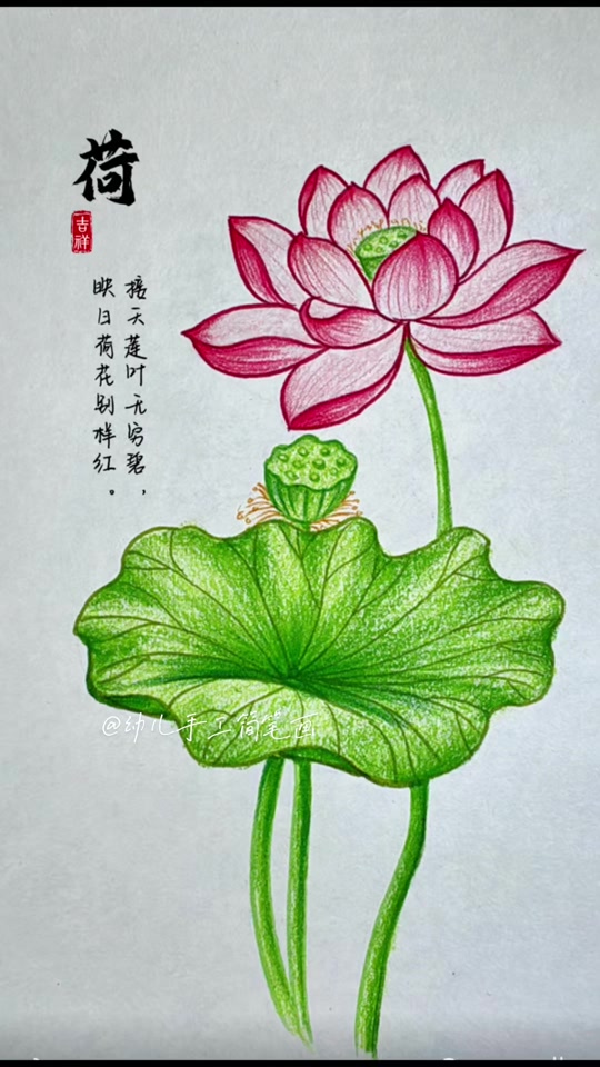 儿童简笔画荷花荷叶池塘画