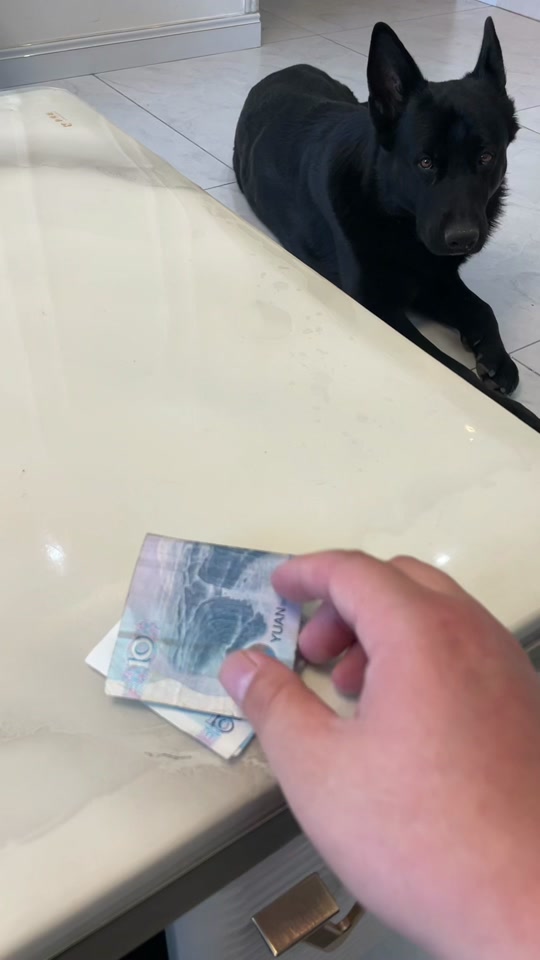 克瑞娜:胖子偷铲屎官钱…… 胖子说但凡你别这么穷,我都不会被发现#克