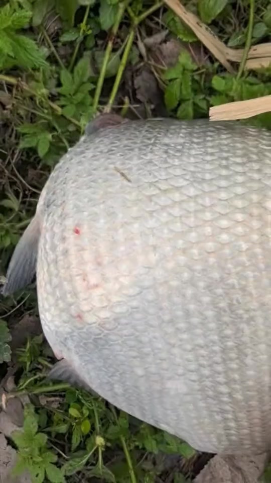 鹤针鱼是淡水还是海水