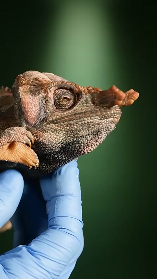 变色龙吐舌头是什么意思