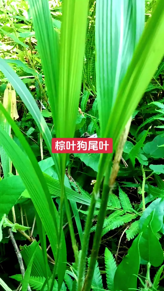 棕叶狗尾草