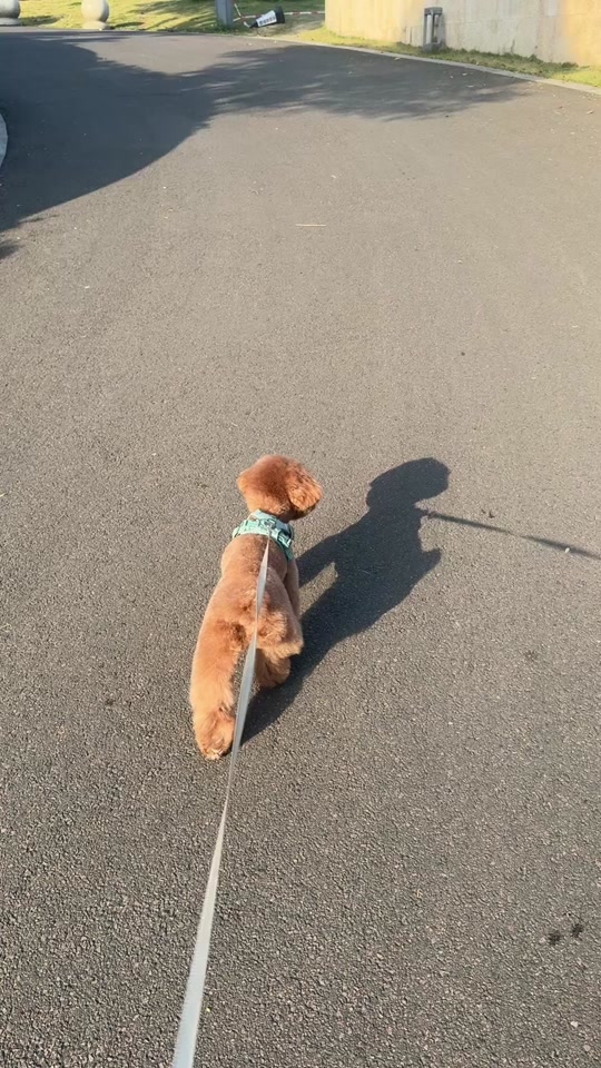 暴躁篮球犬的驯养传记最新更新内容