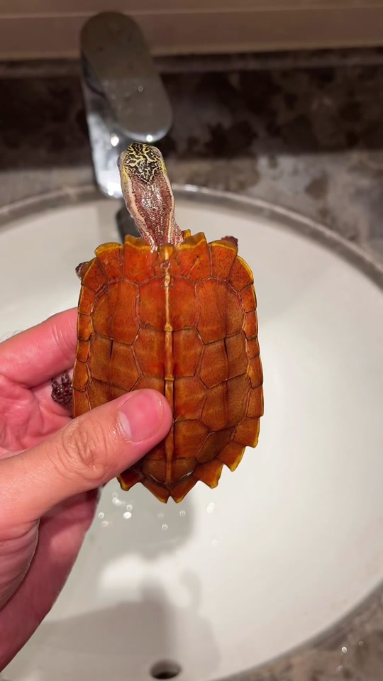 海南枫叶龟 有点白肉的特殊个体