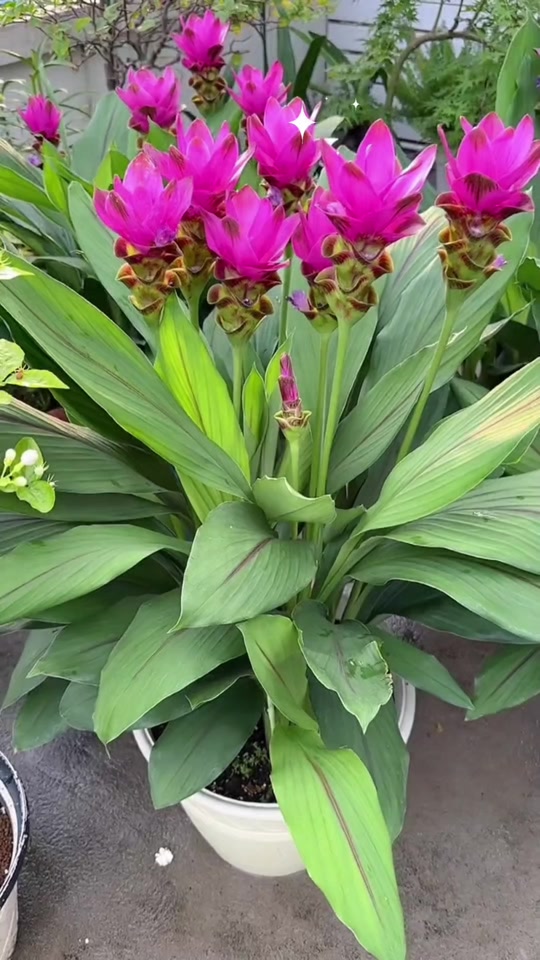 姜荷花种球鲜花