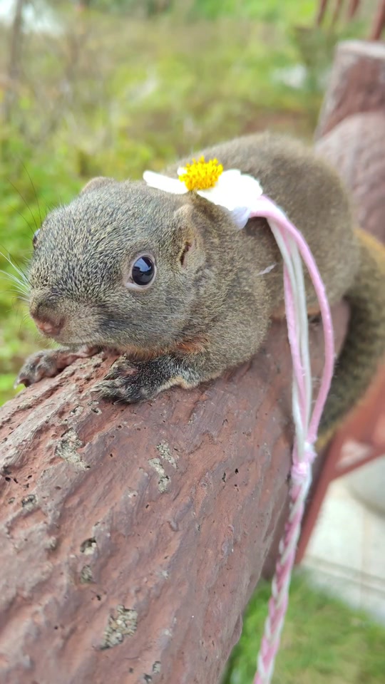 红腹松鼠和黄山杂交后代长什么样 - 抖音