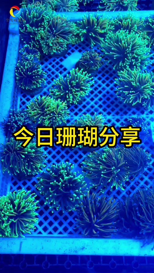 茉莉珊瑚生存环境