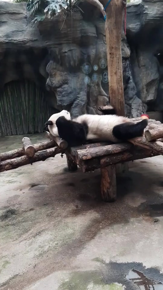 2019年北京动物园现场拍摄木床上一只贪睡的大熊猫四岁的萌兰#萌廊