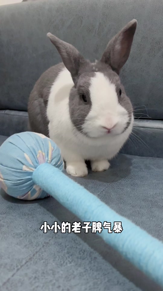黄白道奇兔