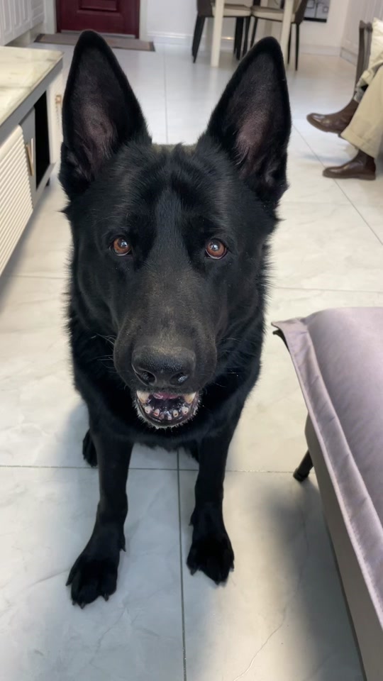 克瑞娜:胖子说:难道你的良心不痛吗#狗狗的心思都写在脸上了 #克瑞娜