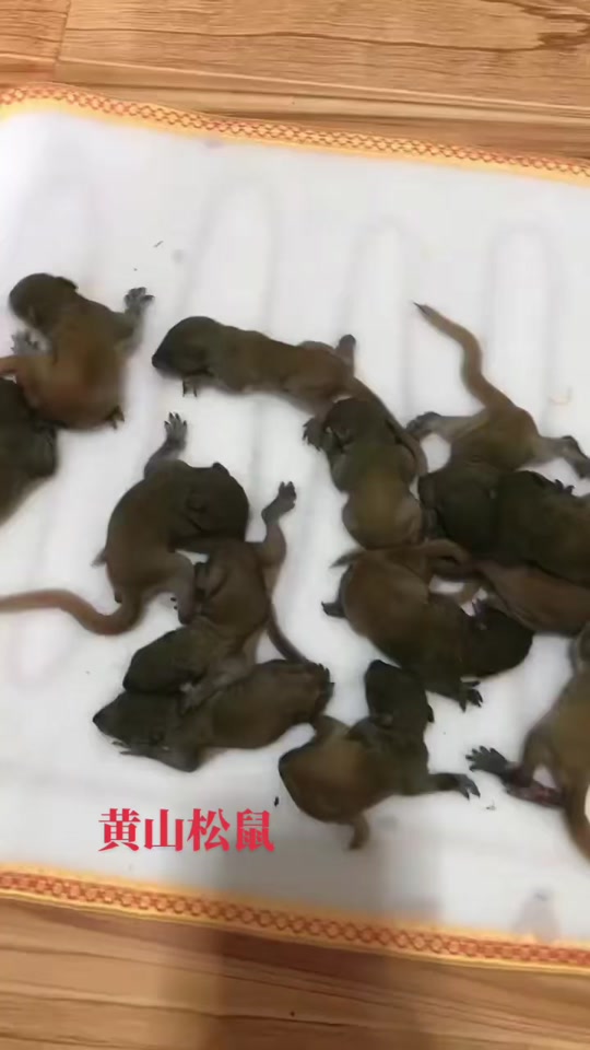 红腹松鼠和黄山杂交后代长什么样 - 抖音