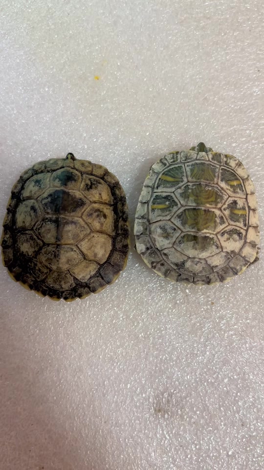 巴西龟壳上有白斑怎么处理