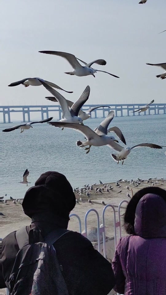 大连冬天有海鸥吗多少度 - 抖音