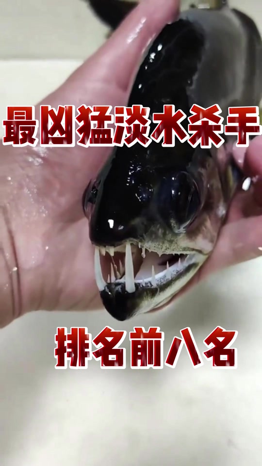 鹤针鱼是淡水还是海水