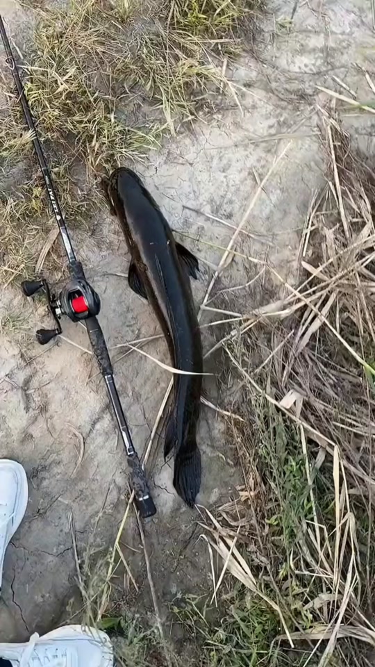 一条鱼抖音=一条鱼视频抖音