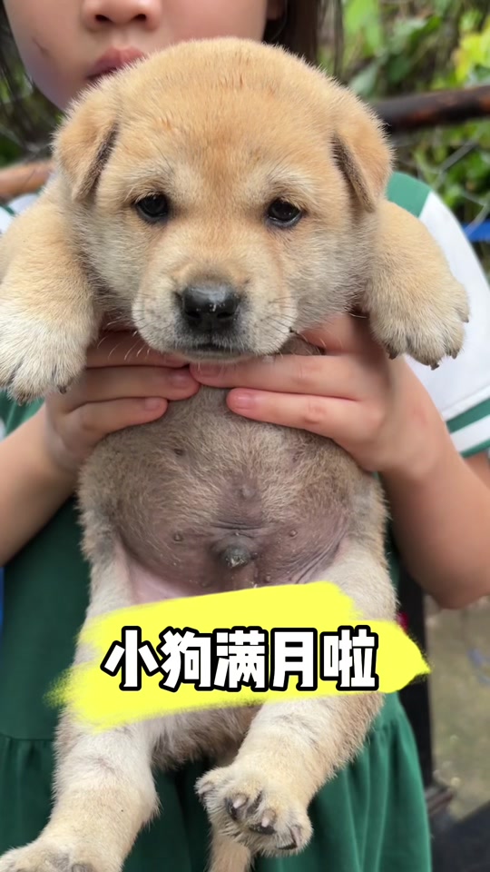 土猎犬几个月开始起猎性