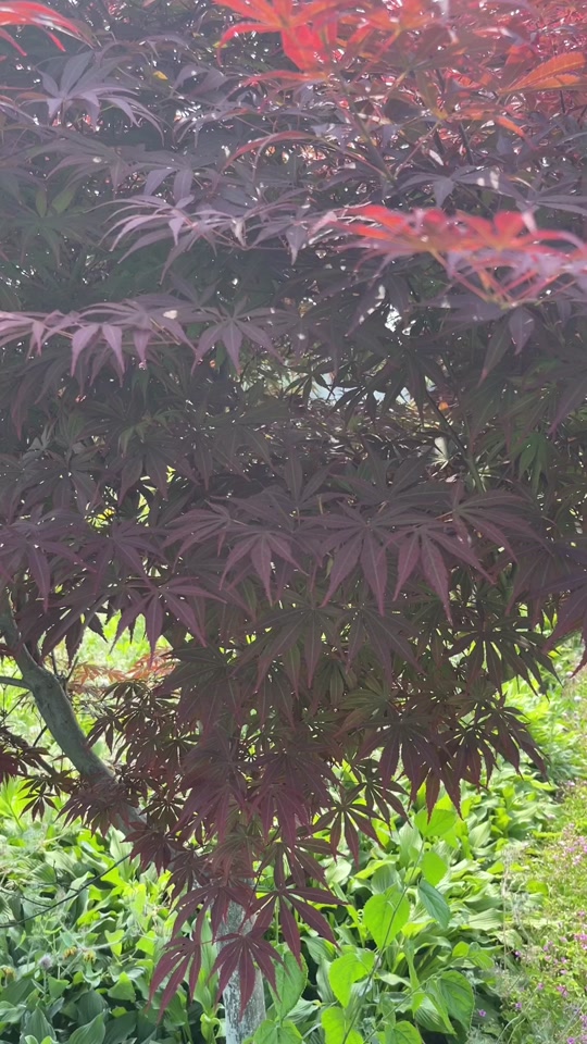 当炎热的夏天时,普通日本红枫叶子转青,三季红红枫整棵还是美丽的红色