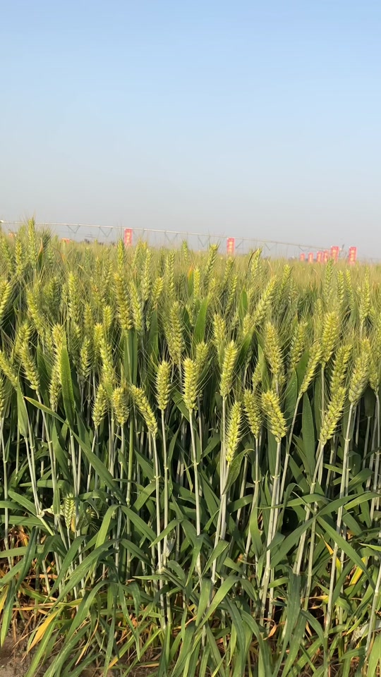 60公分矮杆特大穗小麦新品种 - 抖音
