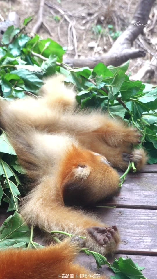 文明观猴禁止投喂表情包